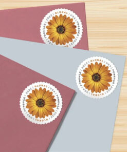 2022 Global African Daisy Global