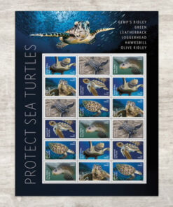 2024 Protect Sea Turtles